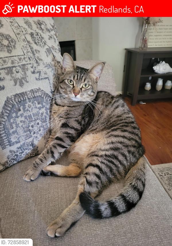 Lost Female Cat last seen Orange Avenue & Alabama, Redlands, CA 92373