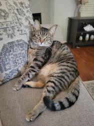 Lost Female Cat last seen Orange Avenue & Alabama, Redlands, CA 92373