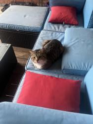Found/Stray Unknown Cat last seen Eliza Jennings Health Campus, Cleveland, OH 44102