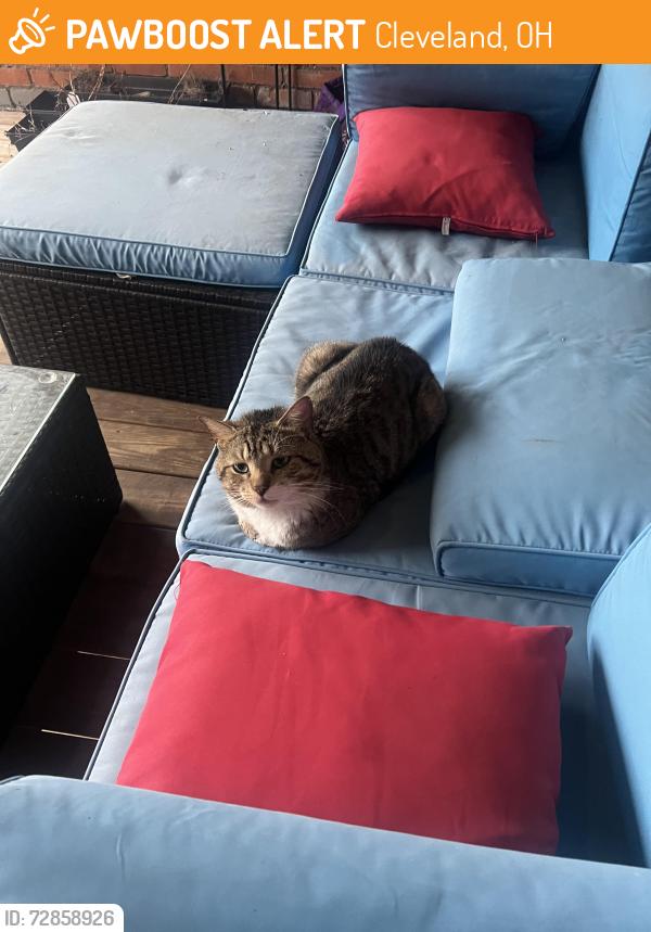 Found/Stray Unknown Cat last seen Eliza Jennings Health Campus, Cleveland, OH 44102