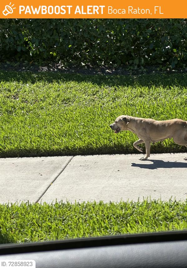 Found/Stray Unknown Dog last seen St.Andrews & Potomac near New Floresta entrance , Boca Raton, FL 33434