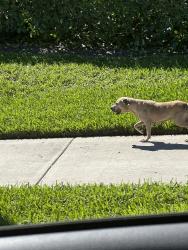 Found/Stray Unknown Dog last seen St.Andrews & Potomac near New Floresta entrance , Boca Raton, FL 33434