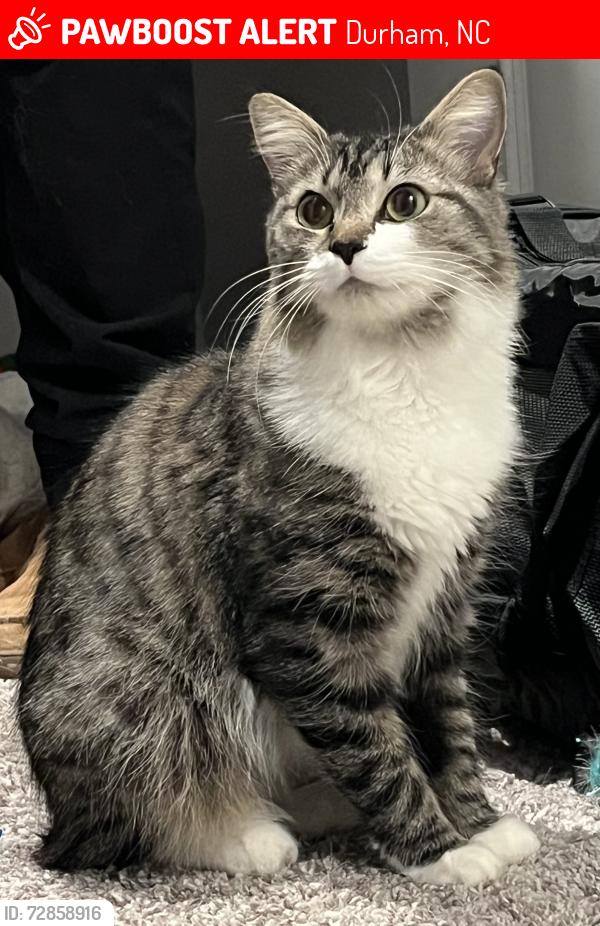 Lost Female Cat last seen Near First Edition Dr , Durham, NC 27703