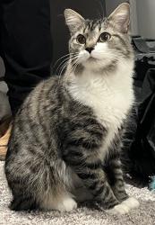 Lost Female Cat last seen Near First Edition Dr , Durham, NC 27703