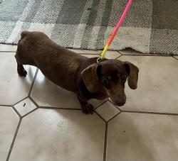 Found/Stray Unknown Dog last seen Walnut Ave., Ventura County, CA 93066