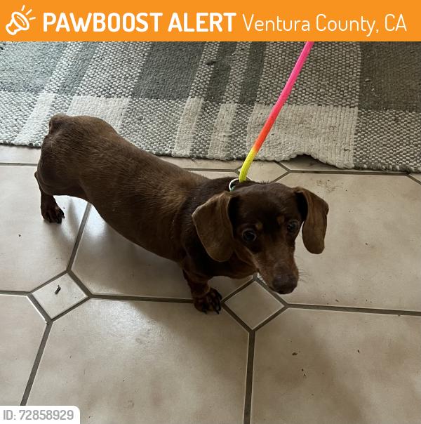 Found/Stray Unknown Dog last seen Walnut Ave., Ventura County, CA 93066