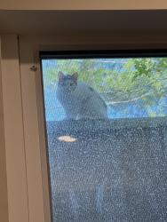 Found/Stray Unknown Cat last seen Backyard porch, Upper Saddle River, NJ 07458