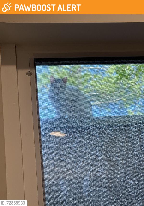 Found/Stray Unknown Cat last seen Backyard porch, Upper Saddle River, NJ 07458
