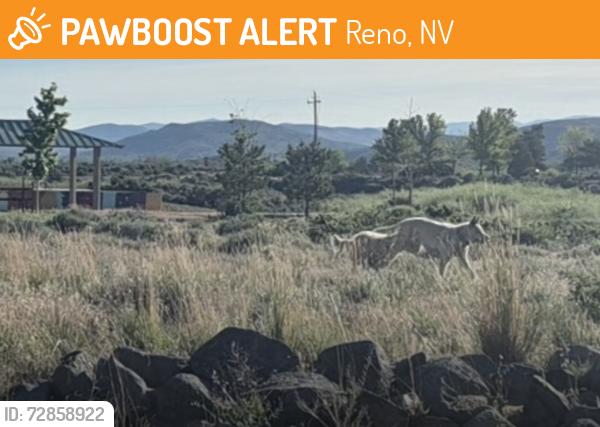 Found/Stray Unknown Dog last seen North Valleys Regional Park, near the skate park area, Reno, NV 89506