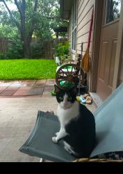 Lost Male Cat last seen Forest Creek Rd, Round Rock, TX 78665