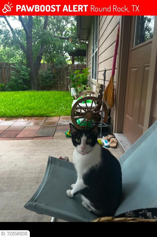 Lost Male Cat last seen Forest Creek Rd, Round Rock, TX 78665