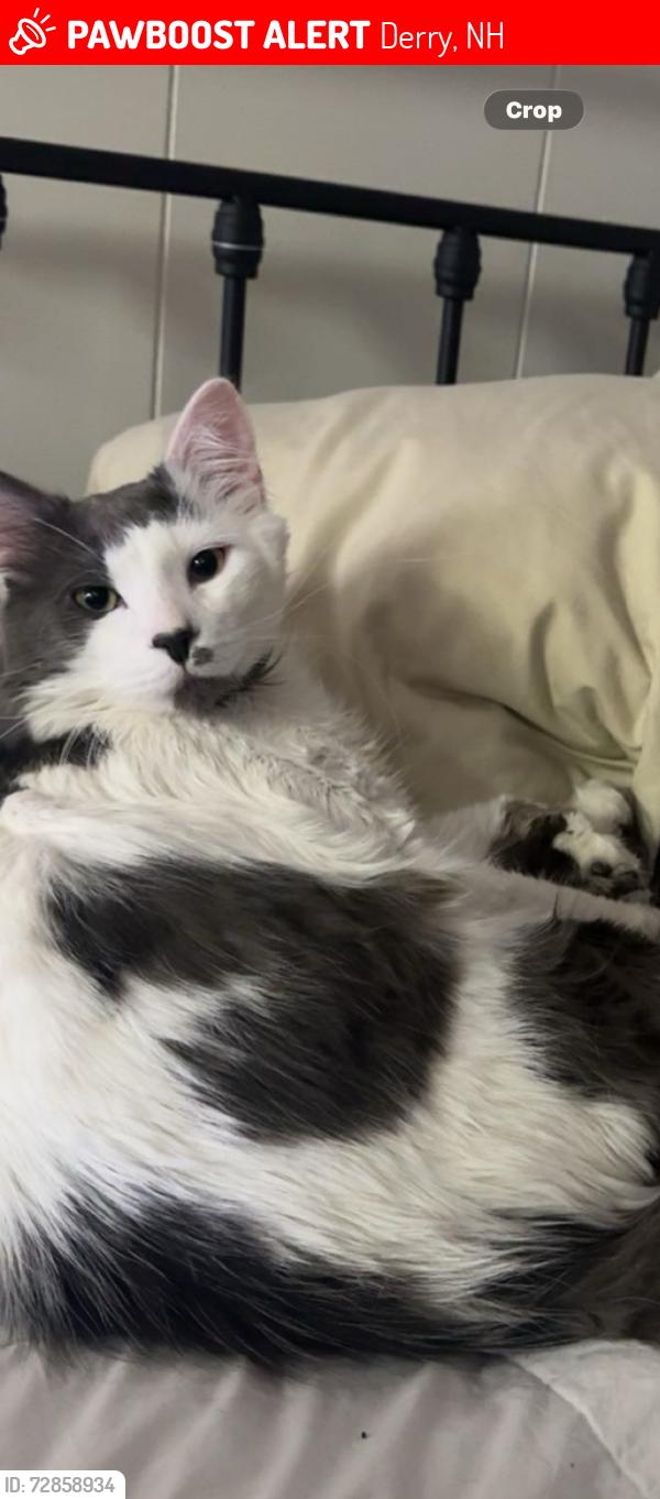 Lost Male Cat last seen North shore road/Field rd, Derry, NH 03038