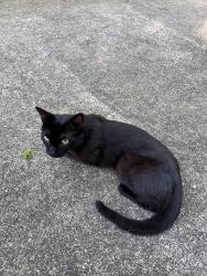 Found/Stray Male Cat last seen Mt. Vernon Church Rd, Raleigh, NC 27614