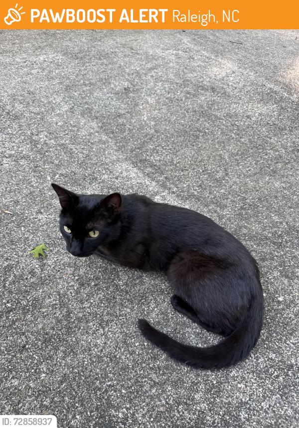 Found/Stray Male Cat last seen Mt. Vernon Church Rd, Raleigh, NC 27614