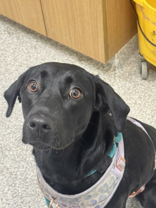 Shelter Stray Female Dog last seen Near Hamilton Ave, 21214, MD, Baltimore, MD 21230