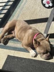 Found/Stray Female Dog last seen Shaw Mill Rd & Ridge Rd. , Fayetteville, NC 28311