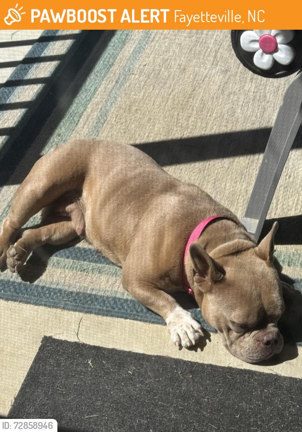 Found/Stray Female Dog last seen Shaw Mill Rd & Ridge Rd. , Fayetteville, NC 28311