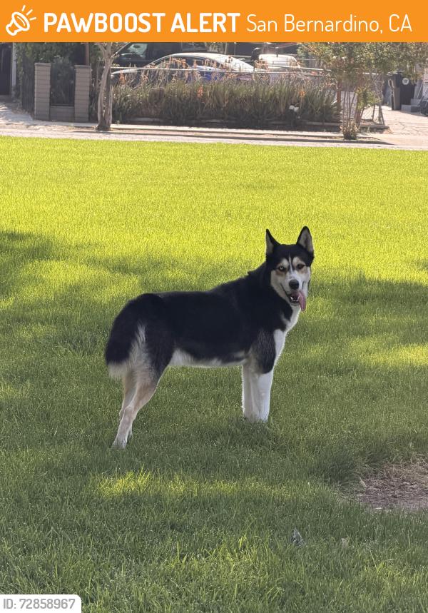 Found/Stray Unknown Dog last seen Bobby vega park, San Bernardino, CA 92411