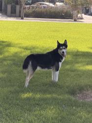 Found/Stray Unknown Dog last seen Bobby vega park, San Bernardino, CA 92411