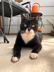 Lost Female Cat last seen Wadsworth park , Flagler Beach, FL 32136