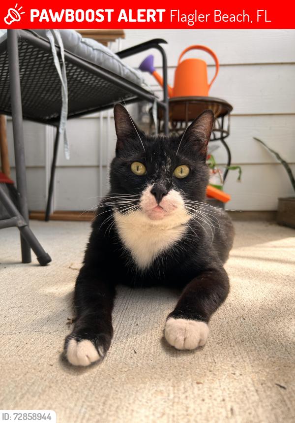 Lost Female Cat last seen Wadsworth park , Flagler Beach, FL 32136