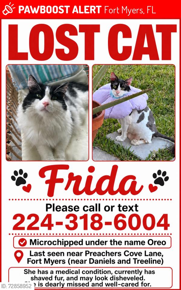 Lost Female Cat last seen Preachers Cove, Fort Myers FL 33913, Fort Myers, FL 33913