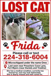 Lost Female Cat last seen Preachers Cove, Fort Myers FL 33913, Fort Myers, FL 33913