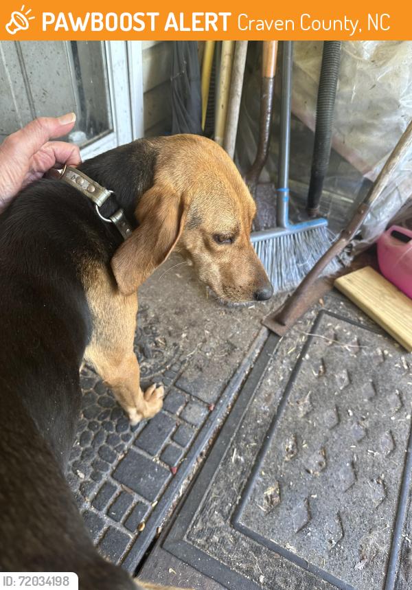 Found/Stray Male Dog last seen Campbell rd vanceboro, Craven County, NC 28586