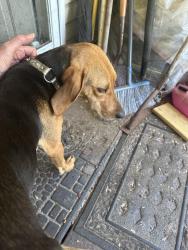 Found/Stray Male Dog last seen Campbell rd vanceboro, Craven County, NC 28586
