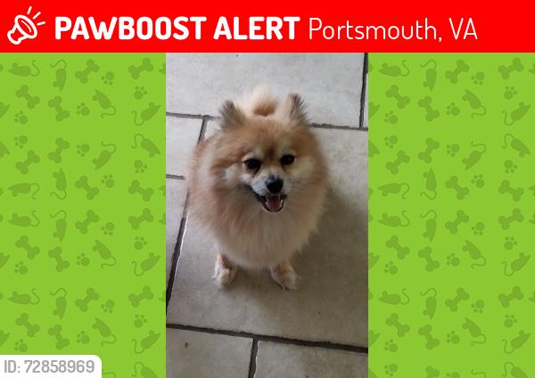 Lost Female Dog last seen Valhalla and King St, Portsmouth, VA 23707