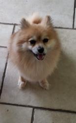Lost Female Dog last seen Valhalla and King St, Portsmouth, VA 23707