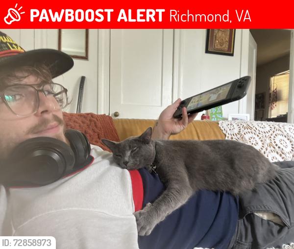 Lost Female Cat last seen Grove and Nanosemond, Richmond, VA 23221