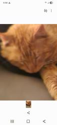 Lost Male Cat last seen 19th and Armstrong Ave , Colorado Springs, CO 80904