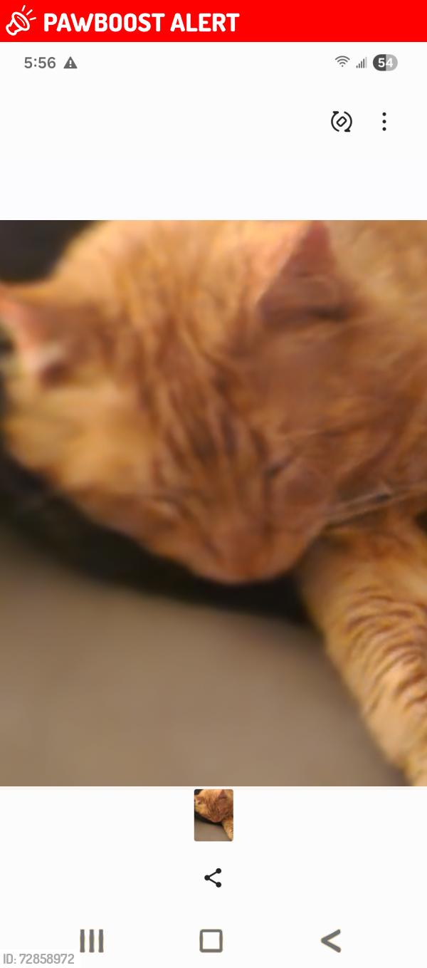 Lost Male Cat last seen 19th and Armstrong Ave , Colorado Springs, CO 80904