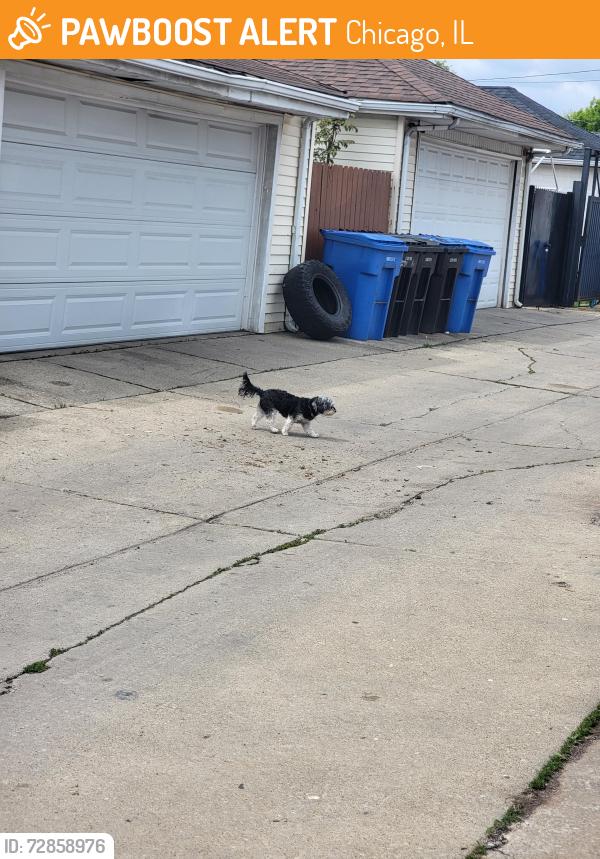 Found/Stray Unknown Dog last seen 60th St and Springfield , Chicago, IL 60629