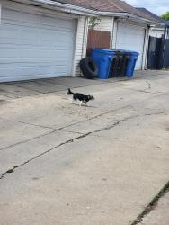Found/Stray Unknown Dog last seen 60th St and Springfield , Chicago, IL 60629
