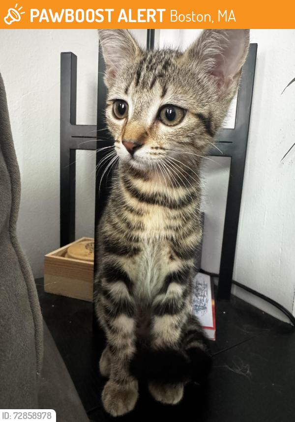 Found/Stray Female Cat last seen Near west canton street, boston, ma 02118, Boston, MA 02116