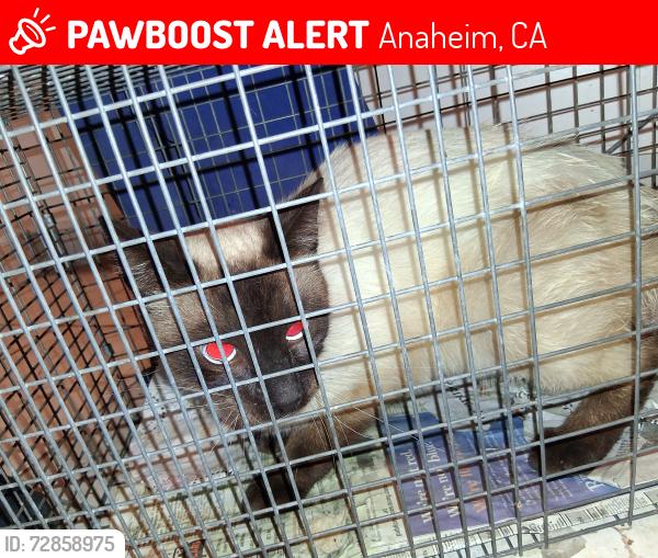 Lost Male Cat last seen Ventura and falmouth, Anaheim, CA 92801