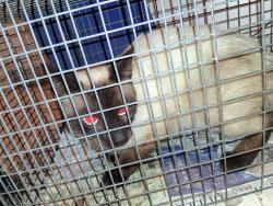 Lost Male Cat last seen Ventura and falmouth, Anaheim, CA 92801