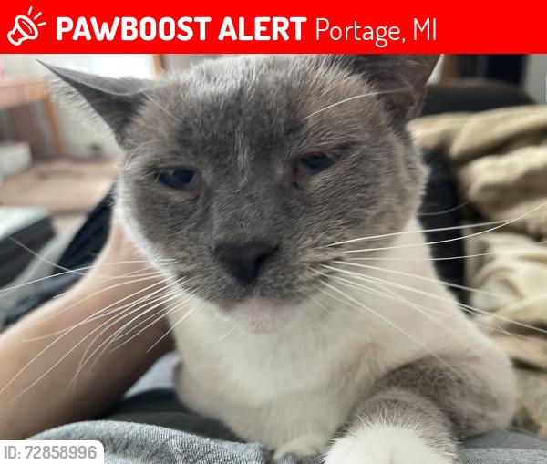 Lost Female Cat last seen Marshall’s music , Portage, MI 49024