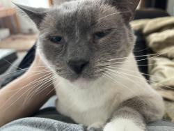 Lost Female Cat last seen Marshall’s music , Portage, MI 49024