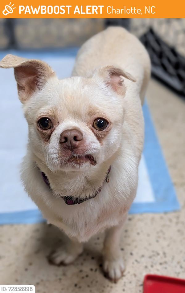 Found/Stray Male Dog last seen Amos Smith, Charlotte, Charlotte, NC 28214