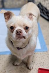 Found/Stray Male Dog last seen Amos Smith, Charlotte, Charlotte, NC 28214