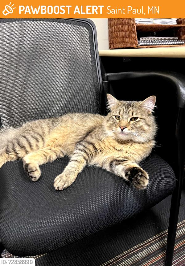 Found/Stray Male Cat last seen Twin Cities Academy, Saint Paul, MN 55106