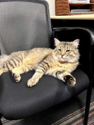 Found/Stray Male Cat last seen Twin Cities Academy, Saint Paul, MN 55106