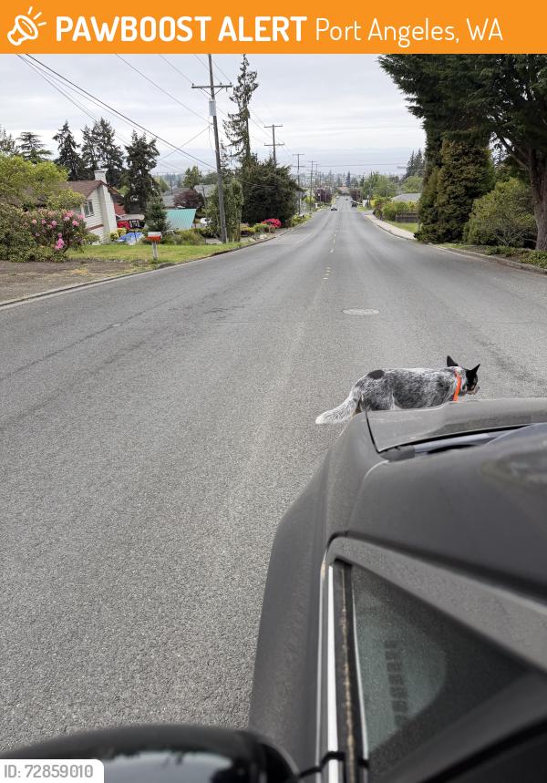 Found/Stray Male Dog last seen Above high school, Port Angeles, WA 98362
