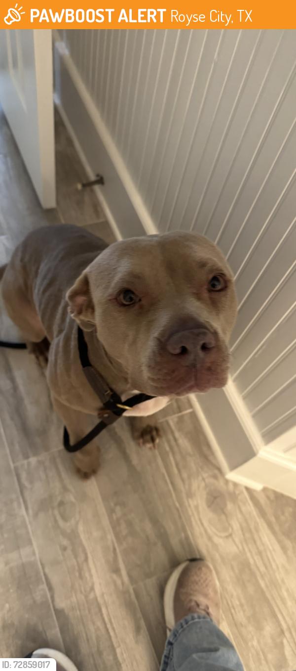 Found/Stray Female Dog last seen College Street , Royse City, TX 75189