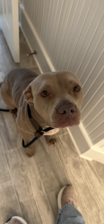 Found/Stray Female Dog last seen College Street , Royse City, TX 75189