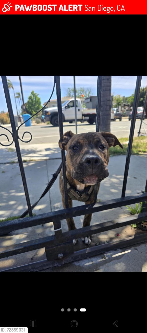 Lost Male Dog last seen Landis, San Diego, CA 92104