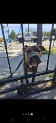 Lost Male Dog last seen Landis, San Diego, CA 92104